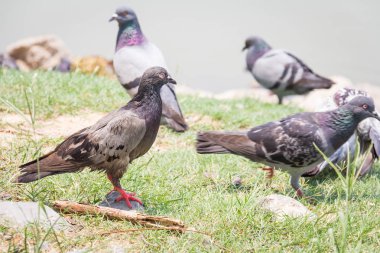 Kış yeşil çim park çayır üzerinde dinlenme yabani güvercin güvercin rock