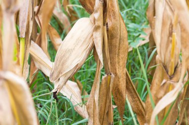 Sahada kurutulmuş Mısır