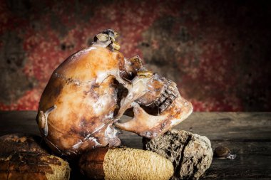 Ahşap ve salyangoz üzerinde İnsan kafatası ile Natürmort.