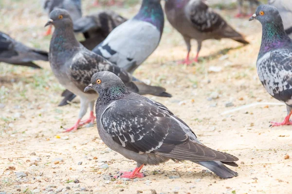 Tourterelles Pigeons Sauvages Reposant Sur Prairie Parc Herbeux Vert Hiver — Photo