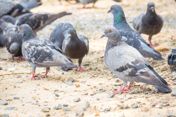 Rock Feral Pigeon Doves Resting Winter Green Grass Park Meadow — Stock Photo, Image