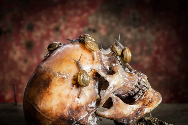 Still Life Withe Human Skull Wood Snails — Stock Photo, Image