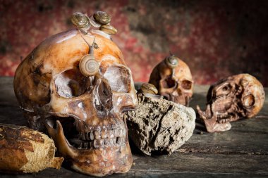 Ahşap ve salyangoz üzerinde İnsan kafatası ile Natürmort.