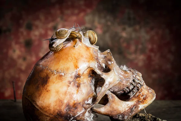 木とカタツムリの人間の頭蓋骨との静物 — ストック写真