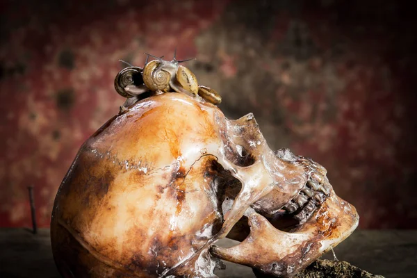 Ahşap ve salyangoz üzerinde İnsan kafatası ile Natürmort.