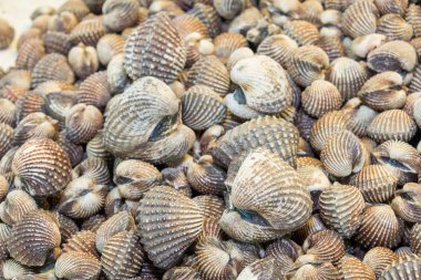 Deniz ürünleri pazarında taze kan cockles