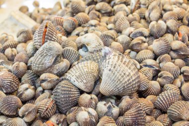 Deniz ürünleri pazarında taze kan cockles