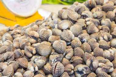 Deniz ürünleri pazarında taze kan cockles