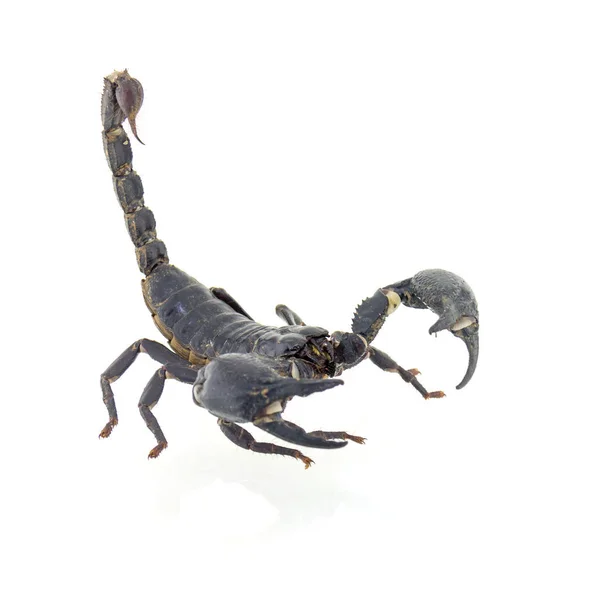 Scorpion Isolé Sur Fond Blanc — Photo