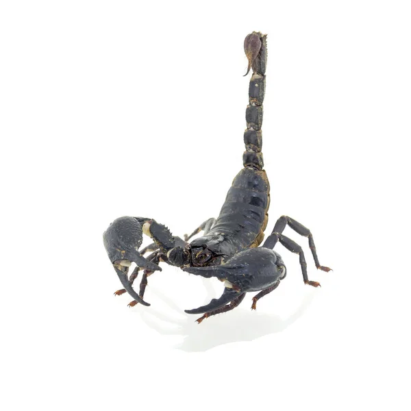 Scorpione Isolato Sfondo Bianco Fotografia Stock