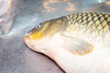 Pazar masasında taze balık