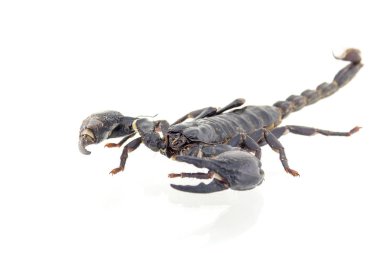 Akrep beyaz arkaplanda izole edildi