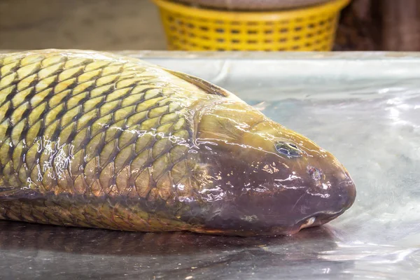 Fresh fish on a marketplace table — Stock Photo, Image