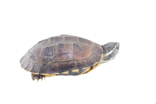 Skildpadde Isoleret Hvid Baggrund - Stock-foto