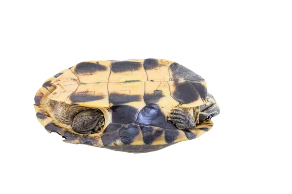 Beyaz Bir Arka Plan Üzerinde Izole Kaplumbağa — Stok fotoğraf