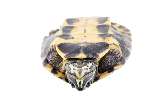 Schildkröte Isoliert Auf Weißem Hintergrund — Stockfoto