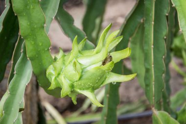 Bahçedeki yağmurdan sonra ağaçta ejderha meyvesi