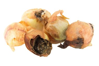 beyaz arkaplanda izole edilmiş çürük soğan