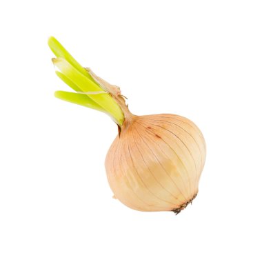 Beyaz arkaplanda yeşil filizli sarı soğan