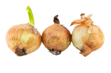 beyaz arkaplanda izole edilmiş çürük soğan