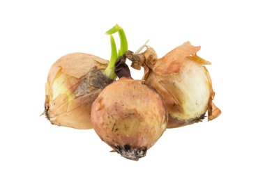 beyaz arkaplanda izole edilmiş çürük soğan