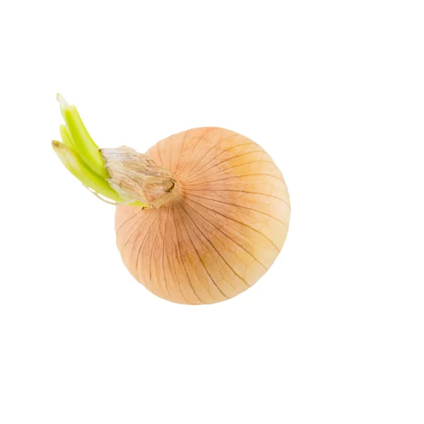 Cebolla Amarilla Con Brotes Verdes Aislados Sobre Fondo Blanco — Foto de Stock