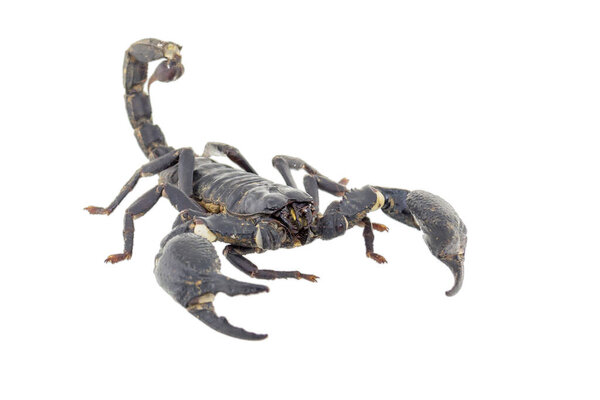 Скорпион изолирован на белом фоне