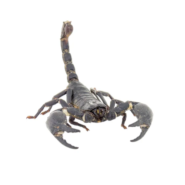 在白色背景上隔离的蝎子 免版税图库图片