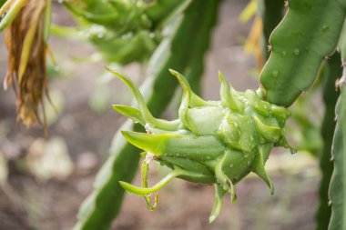Bahçedeki yağmurdan sonra ağaçta ejderha meyvesi