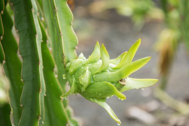Bahçedeki yağmurdan sonra ağaçta ejderha meyvesi