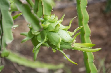 Bahçedeki yağmurdan sonra ağaçta ejderha meyvesi