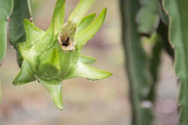 Bahçedeki yağmurdan sonra ağaçta ejderha meyvesi