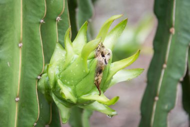 Bahçedeki yağmurdan sonra ağaçta ejderha meyvesi