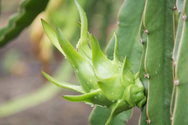 Bahçedeki yağmurdan sonra ağaçta ejderha meyvesi