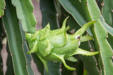 Bahçedeki yağmurdan sonra ağaçta ejderha meyvesi