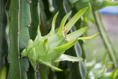 Bahçedeki yağmurdan sonra ağaçta ejderha meyvesi
