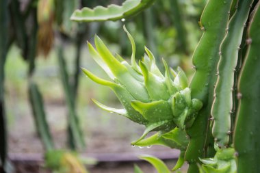 Bahçedeki yağmurdan sonra ağaçta ejderha meyvesi