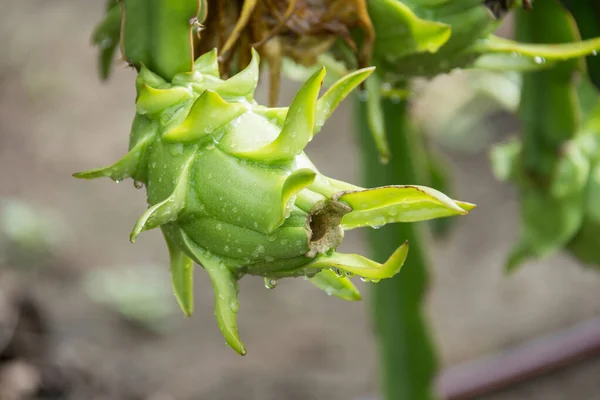 Bahçedeki yağmurdan sonra ağaçta ejderha meyvesi