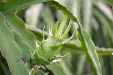 Bahçedeki yağmurdan sonra ağaçta ejderha meyvesi