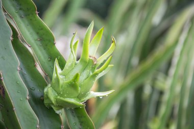 Bahçedeki yağmurdan sonra ağaçta ejderha meyvesi