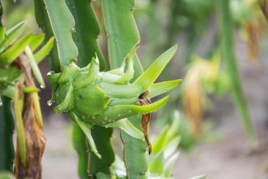 Bahçedeki yağmurdan sonra ağaçta ejderha meyvesi