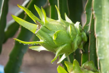 Bahçedeki yağmurdan sonra ağaçta ejderha meyvesi
