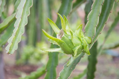 Bahçedeki yağmurdan sonra ağaçta ejderha meyvesi
