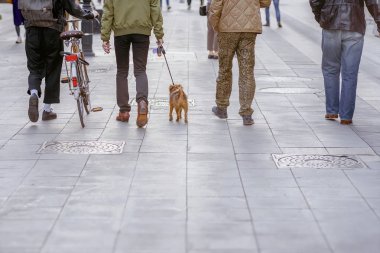 Birkaç genç adam ile köpek üstünde kira kontratı, bize, park, arkadaşlarım, yürüyüş, beş yoldaşlar, dostu firma ortağı yürüme. Kopya alanı
