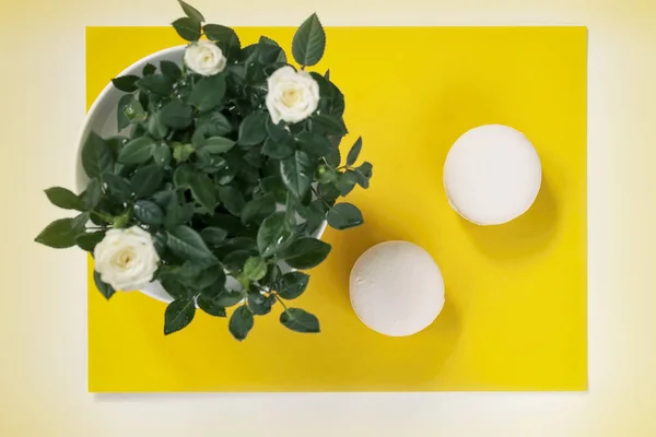 两个奶油马卡龙和白色的春天花, 玫瑰在黄色背景。浪漫的早晨, 礼物, 礼物为心爱的在复活节, Valentins, 母亲, 妇女天 — 图库照片