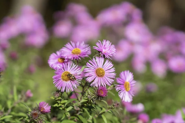 Symphyotrichum Dumosum Cespuglioso Aster Pianta Nella Famiglia Delle Aster Pianta — Foto Stock