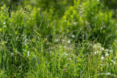 Yeşil, yeşil çimen, çiğ, yaz sabahı yağmur sonra gelen parlak. Tazelik ve yenilik, doğa, ebedi bahar, çevre, ekoloji kavramı. İçin duvar kağıdı