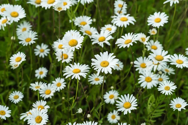 Primer plano parte de hermosas flores de margaritas silvestres en el viento. Verano después de la lluvia. Concepto de estaciones, ecología, planeta verde, salud, farmacia verde natural, perfumería — Foto de Stock