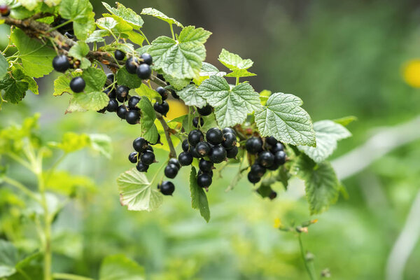 Branch with ripe berries of black currant. Natural summer background