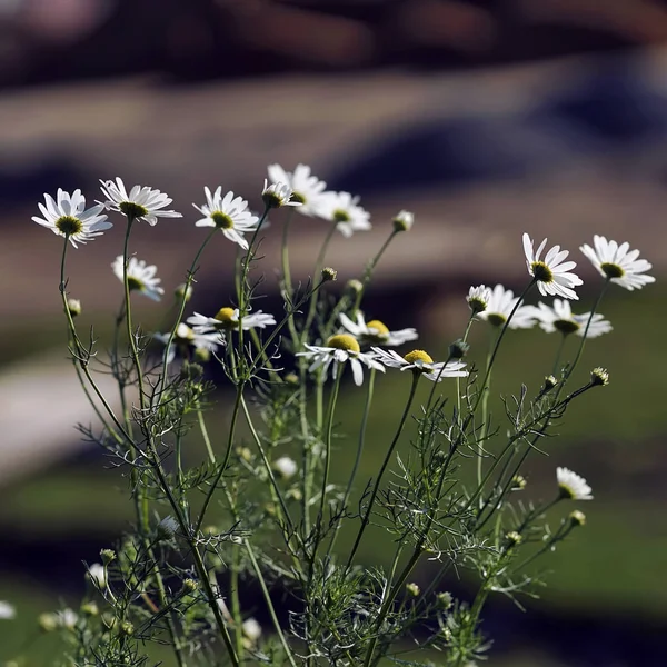 Camomiles lato, daisys dzikie kwiaty w zbliżeniu wiatr. Koncepcja, pory roku, ekologia, zielony planeta — Zdjęcie stockowe